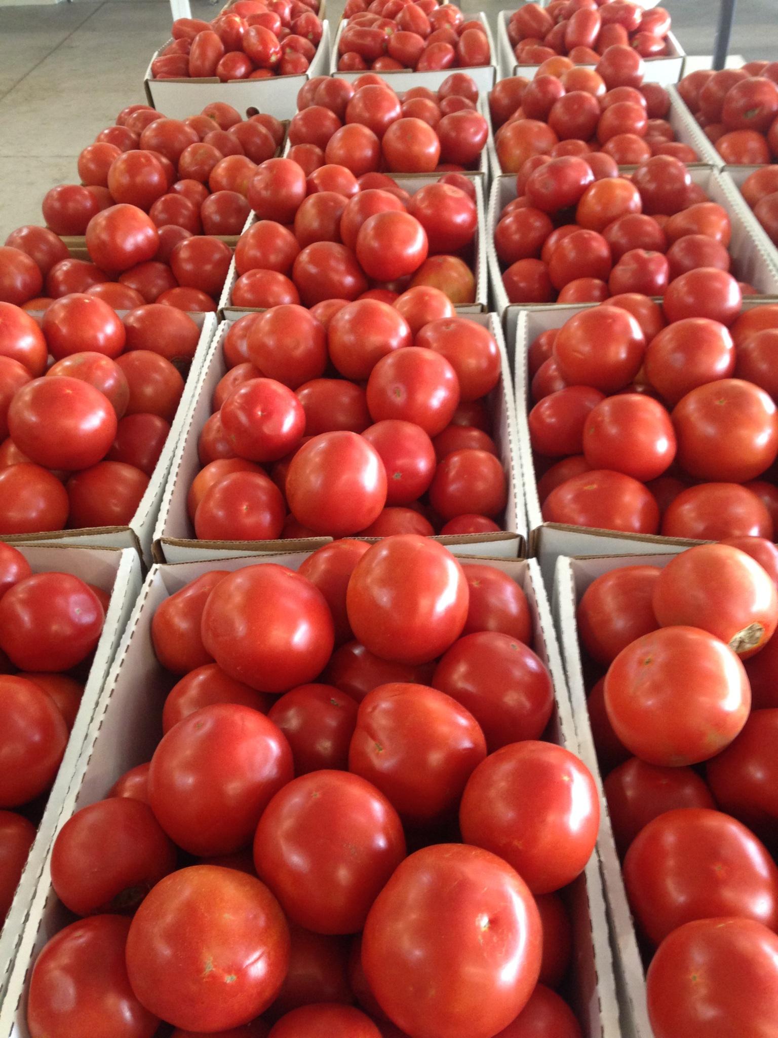 Canning tomatoes from Keil's Produce and Greenhouse, NW Ohio farmers market.